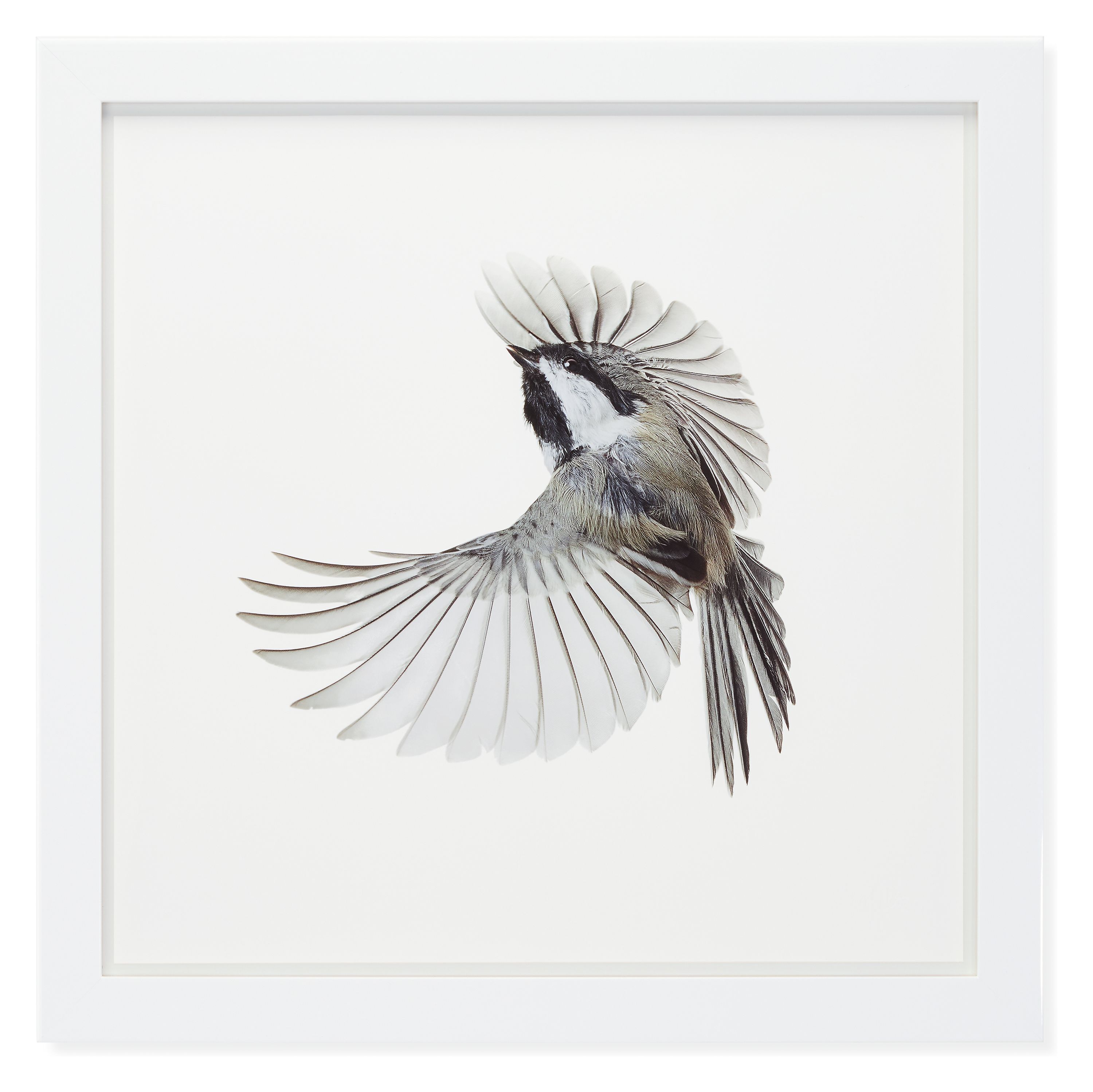 Paul Nelson, Black-Capped Chickadee, Songbirds, 2021, Glossy White