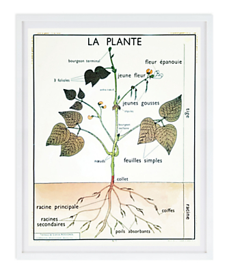 Vintage Botany Chart - La Plante