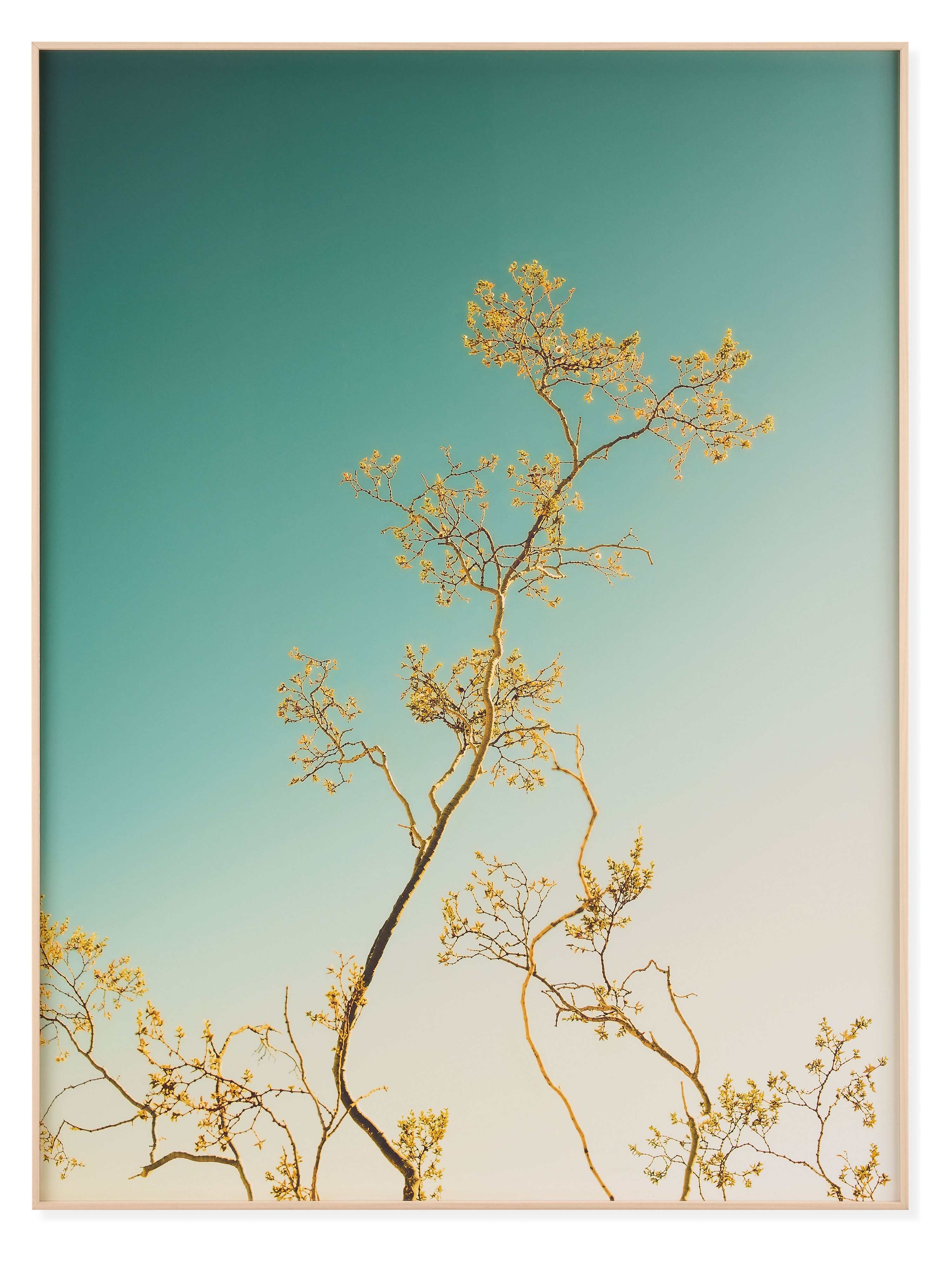 Niqui Carter, Desert Flower, 2026