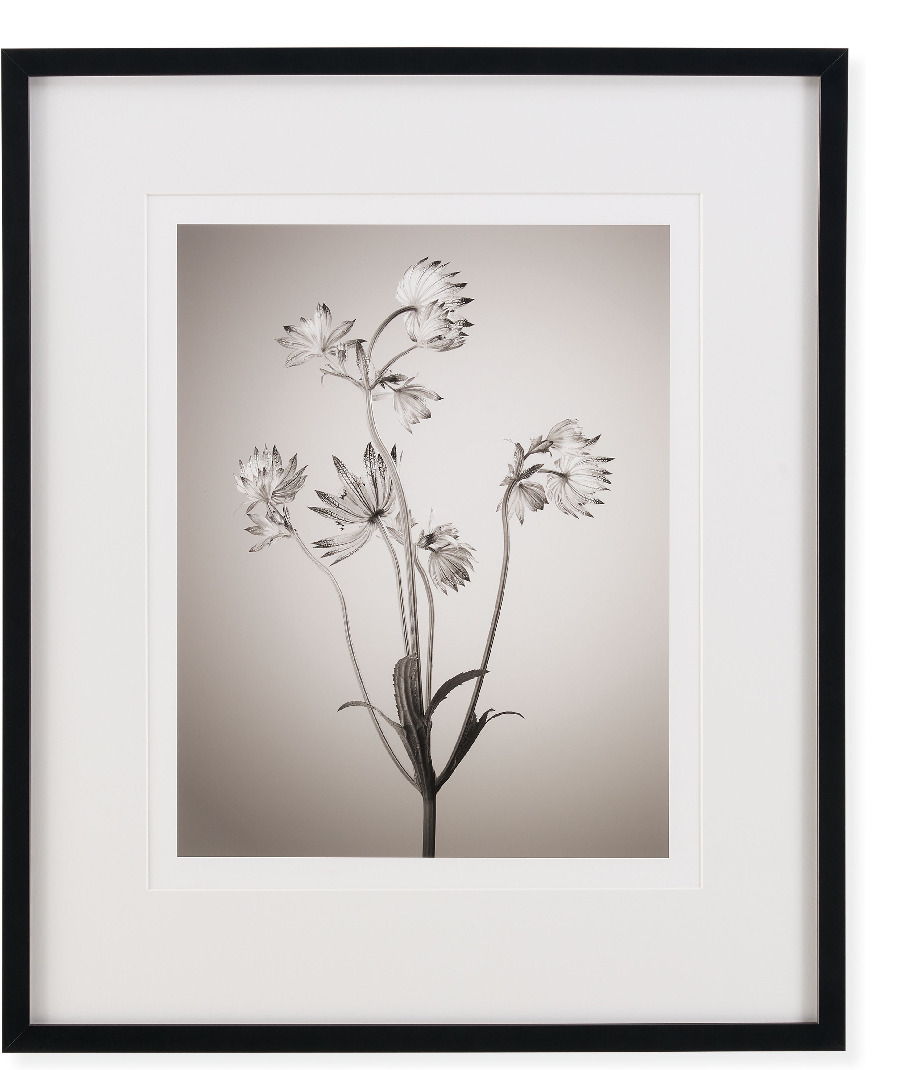 Paul Nelson, Astrantia II, Botanical, 2024