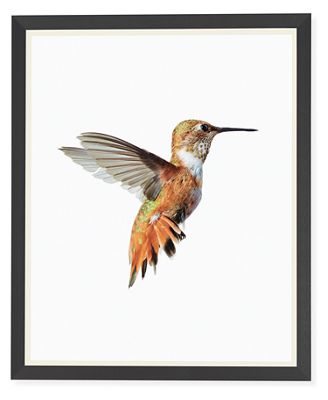 Paul Nelson Rufous Hummingbird by Room & Board