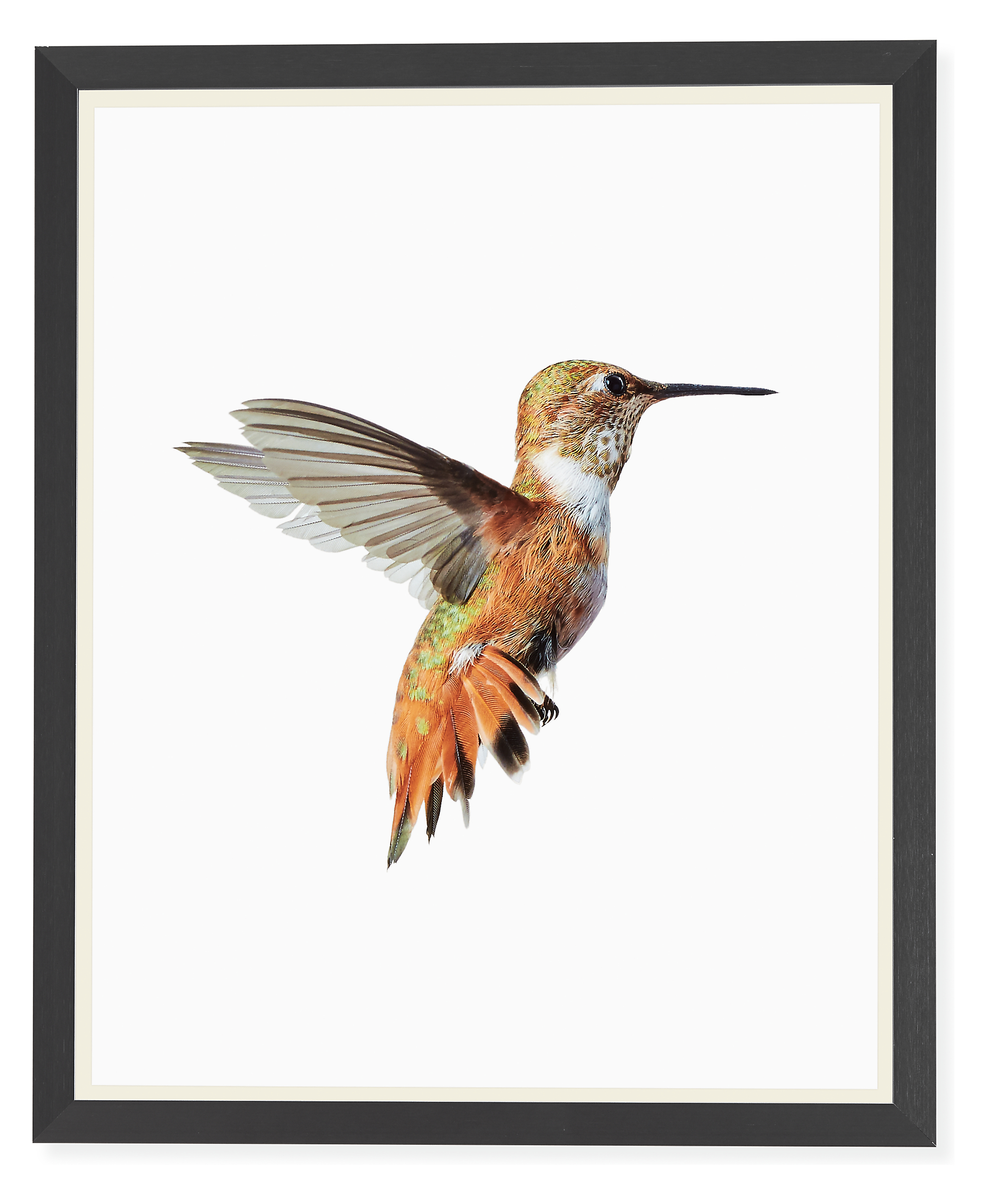 Paul Nelson, Rufous Hummingbird, 2018, Gunmetal