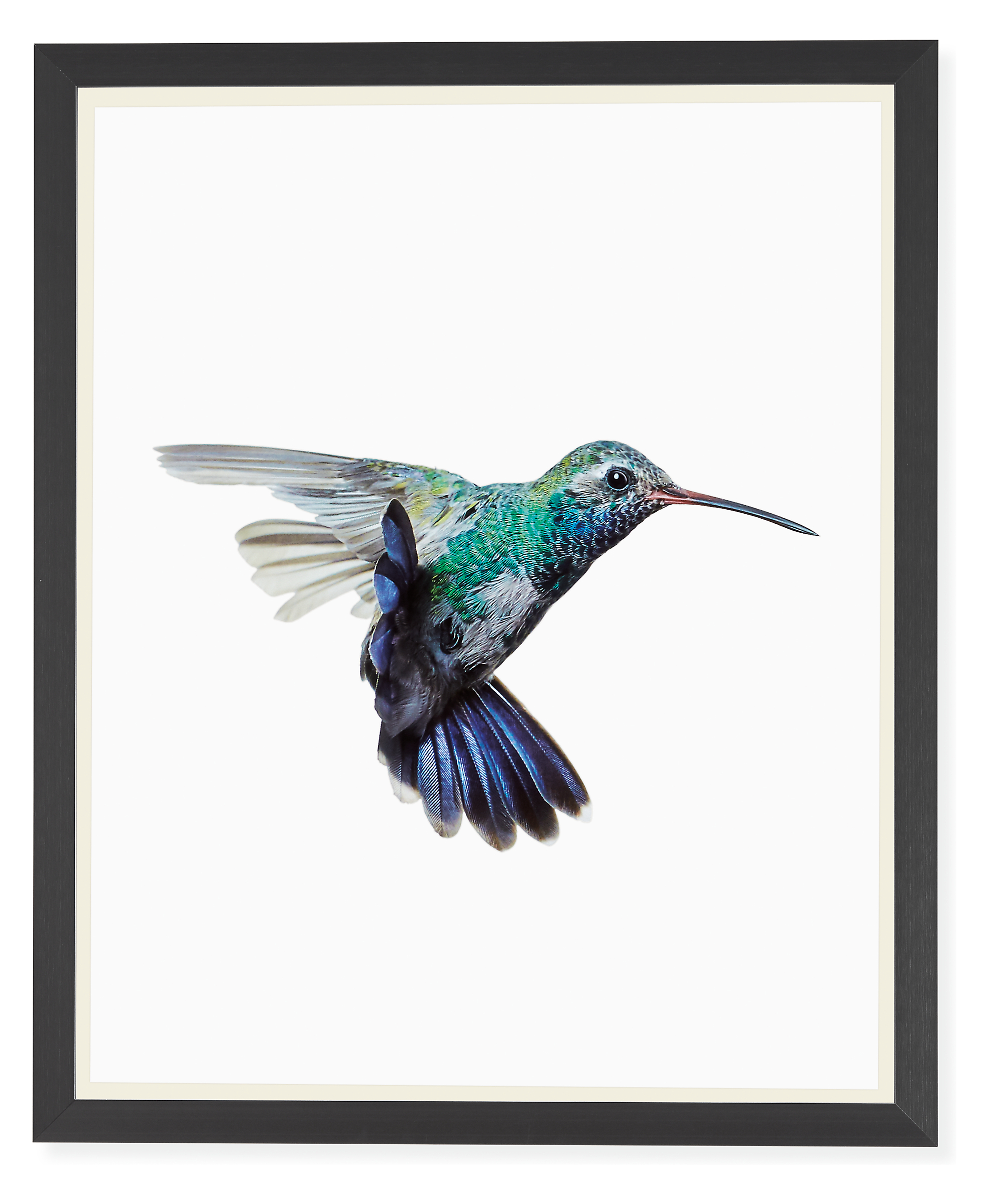 Paul Nelson, Hummingbirds, Broad-Billed Hummingbird