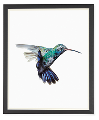 Paul Nelson, Broad-Billed Hummingbird, 2018
