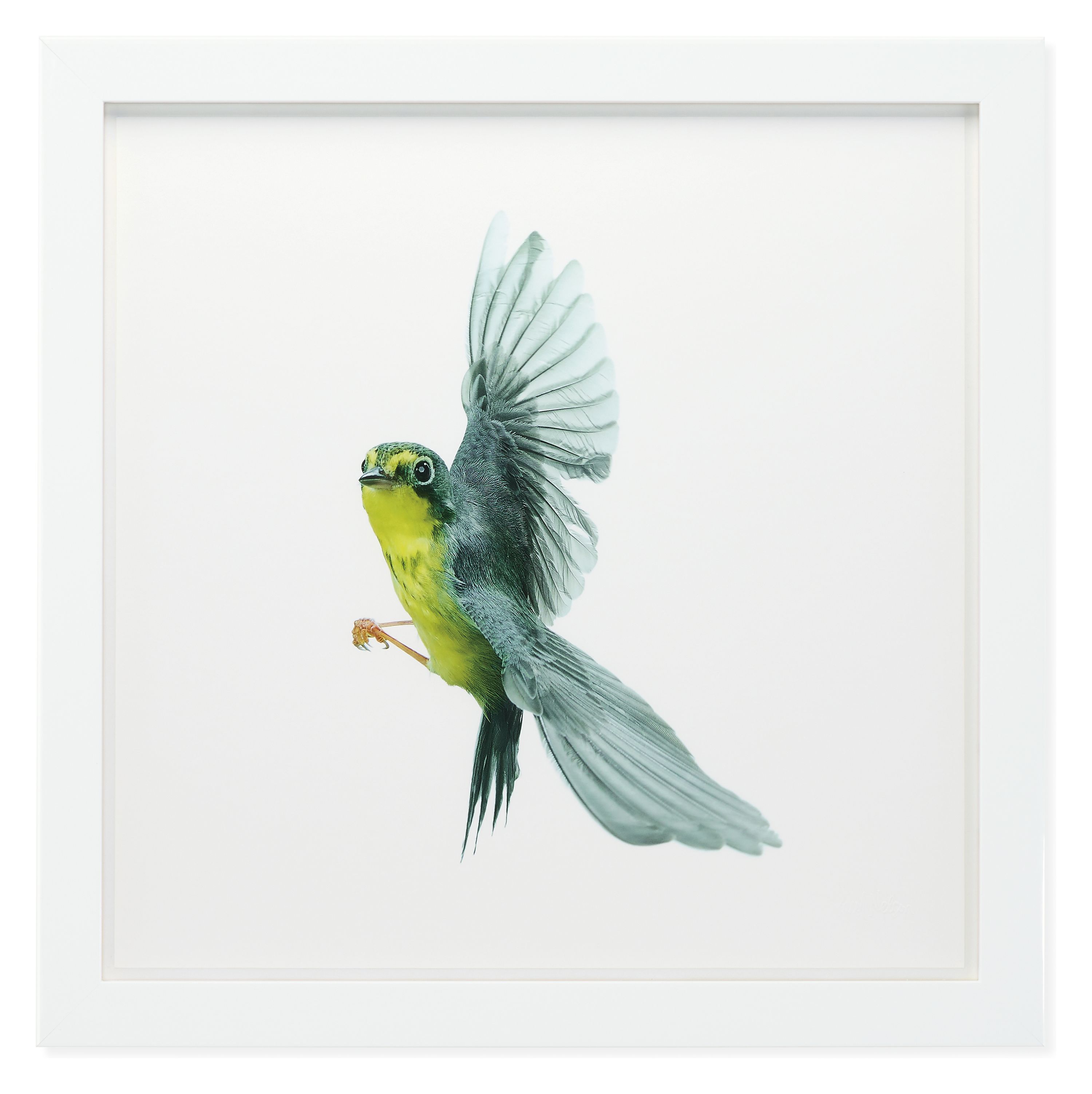 Paul Nelson, Canada Warbler, Songbirds, 2021, Glossy White
