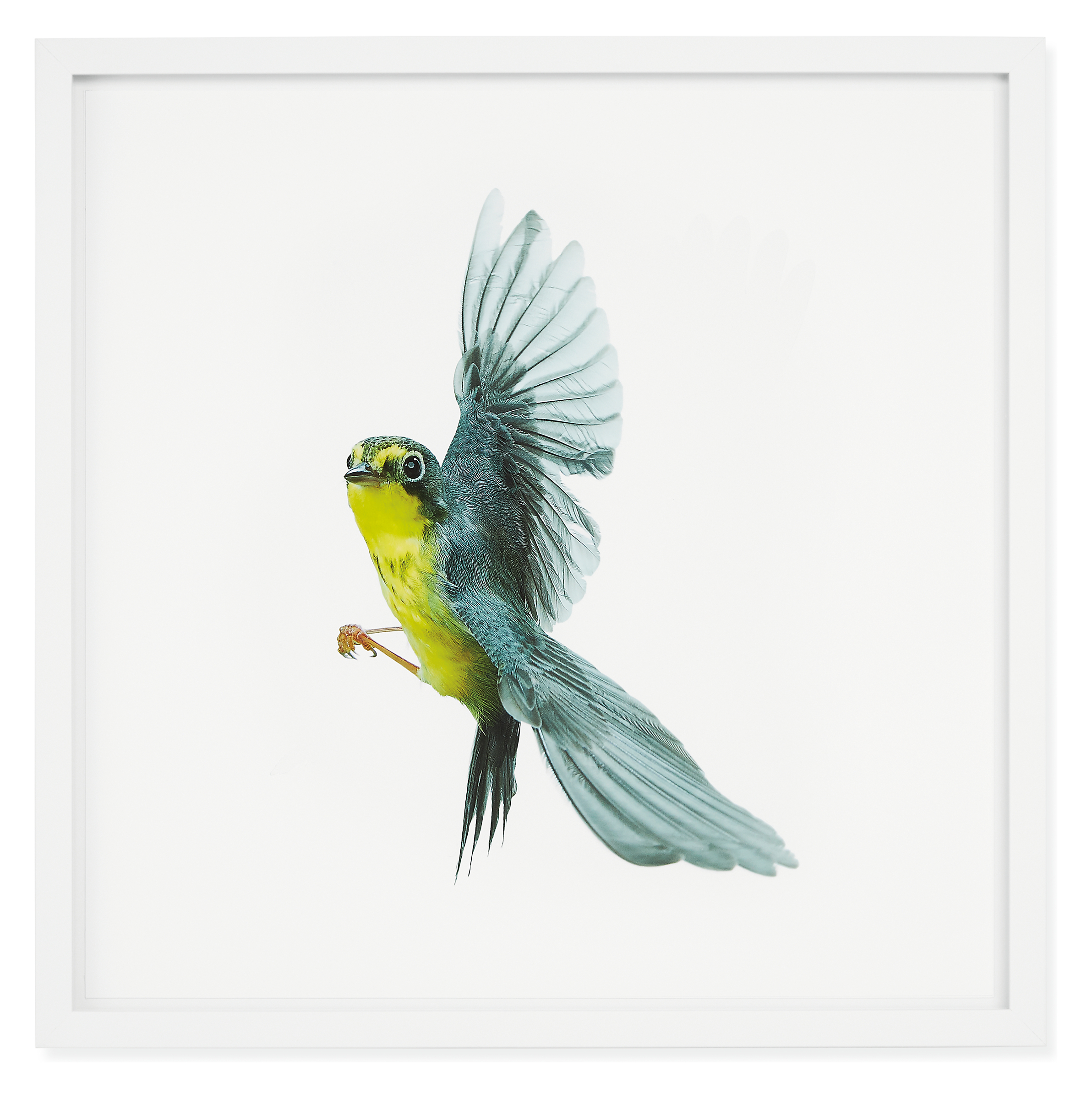 Paul Nelson, Canada Warbler, Songbirds, 2021, White