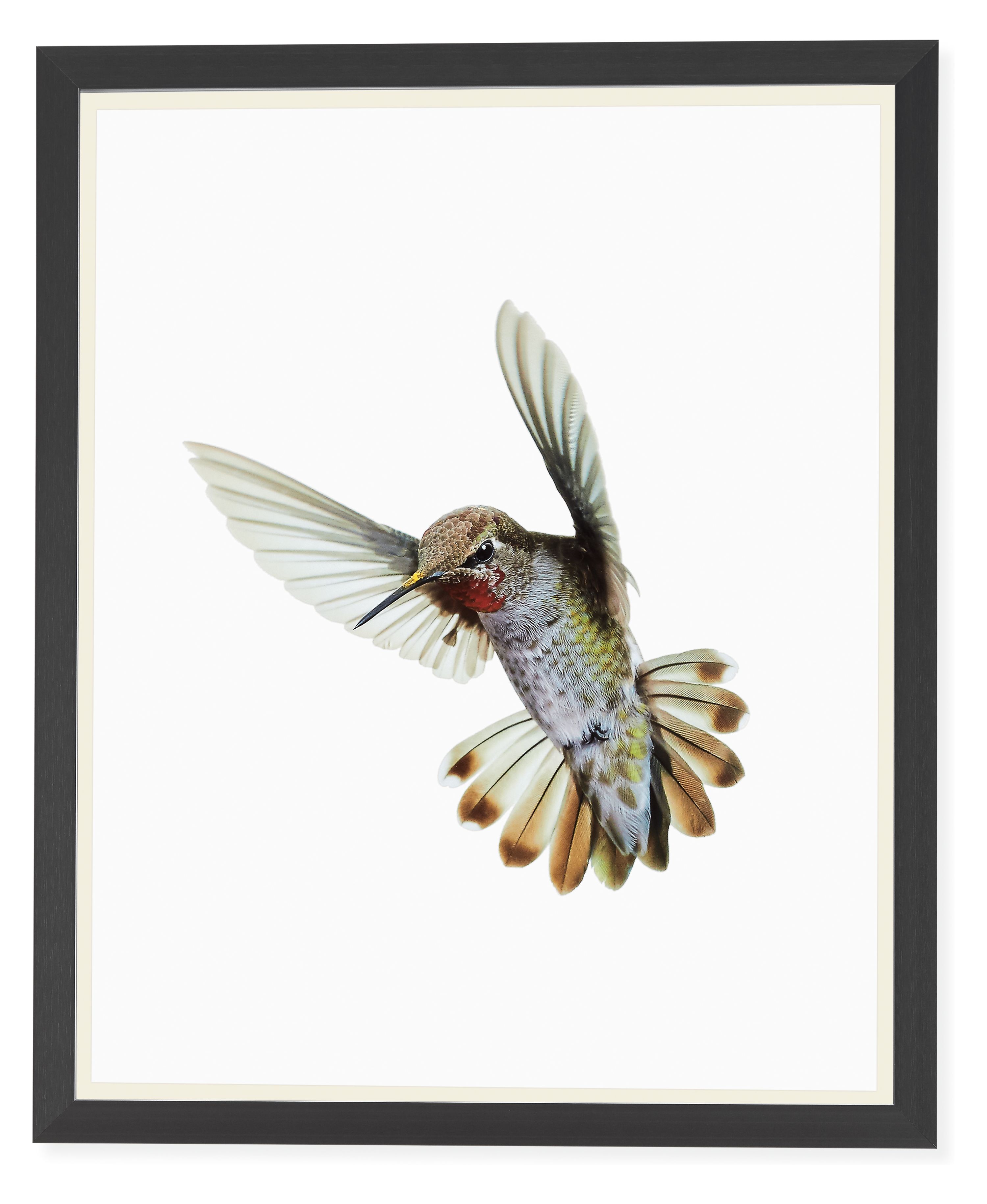 Paul Nelson, Anna's Hummingbird II, 2018, Black