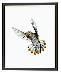 Paul Nelson, Anna's Hummingbird II, 2018, Gunmetal