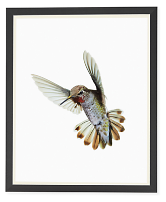 Paul Nelson, Anna's Hummingbird II, 2018