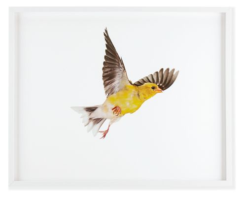 Paul Nelson, American Goldfinch 1, 2010, White by Room & Board