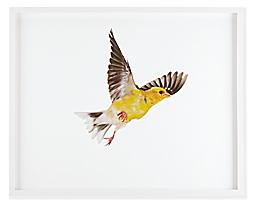 Paul Nelson, American Goldfinch 1, 2010, White