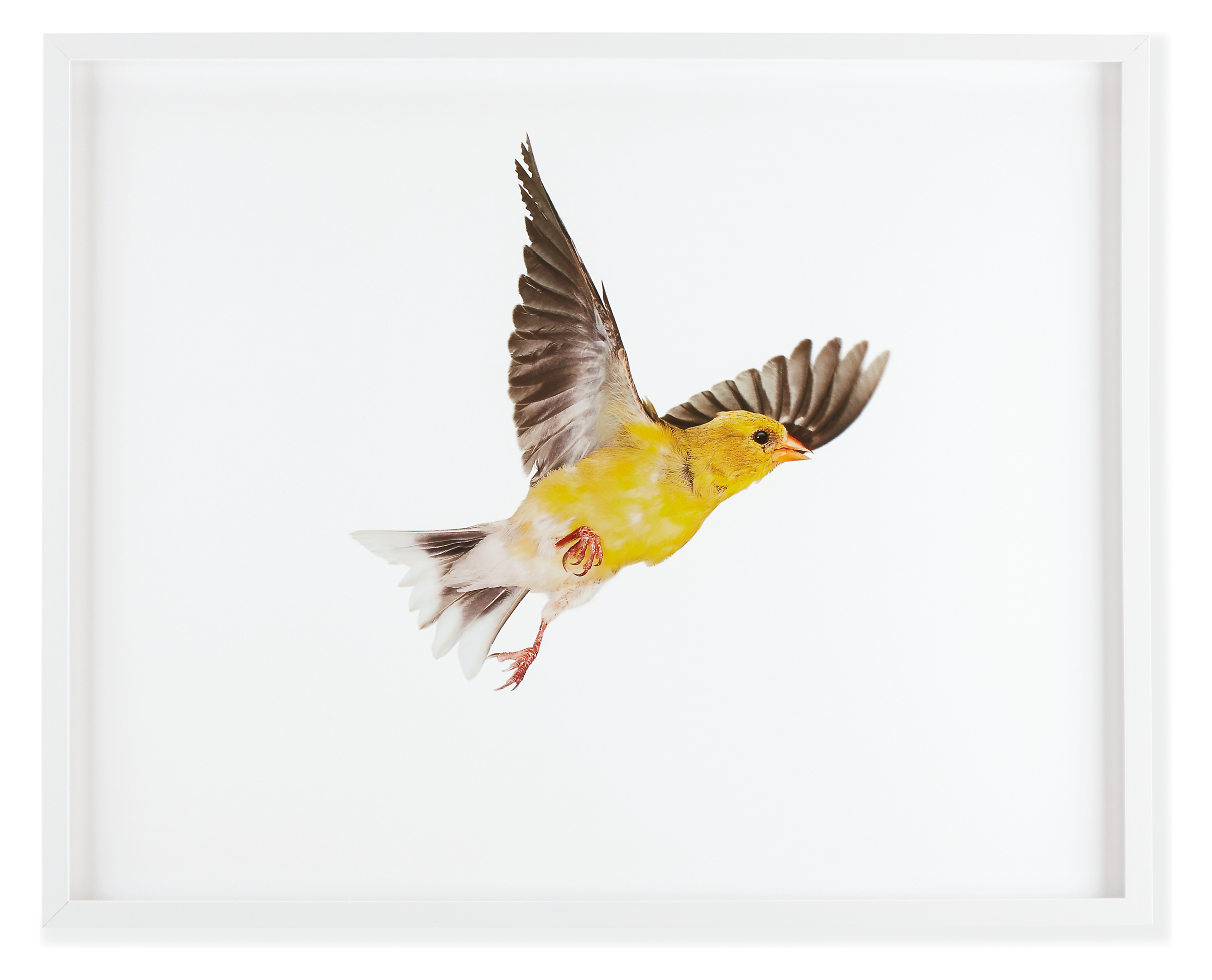 Paul Nelson, American Goldfinch 1, 2010, White