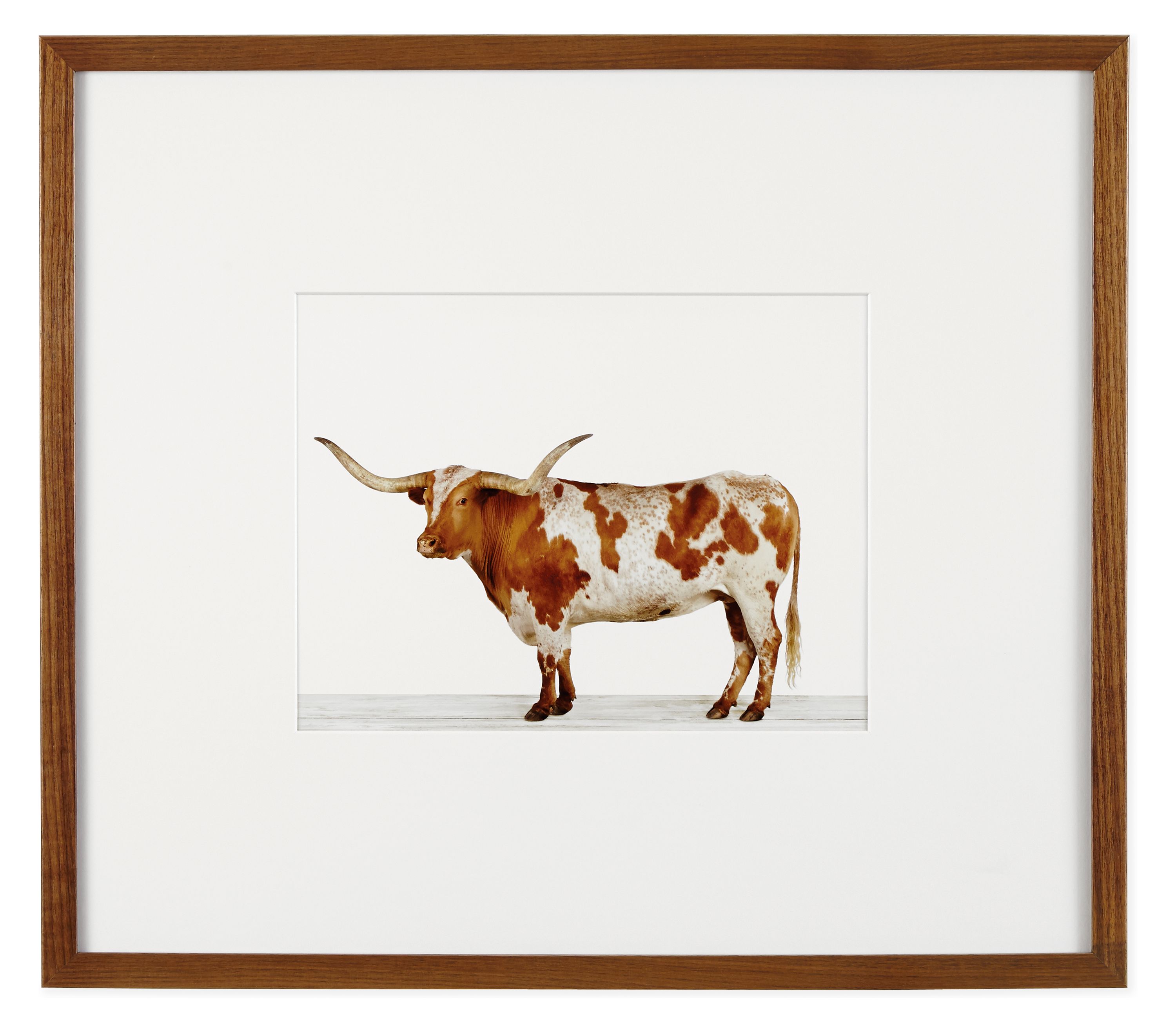 Sharon Montrose, Longhorn Steer, 2013