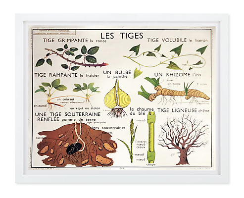 Vintage Botany Chart - Les Tiges