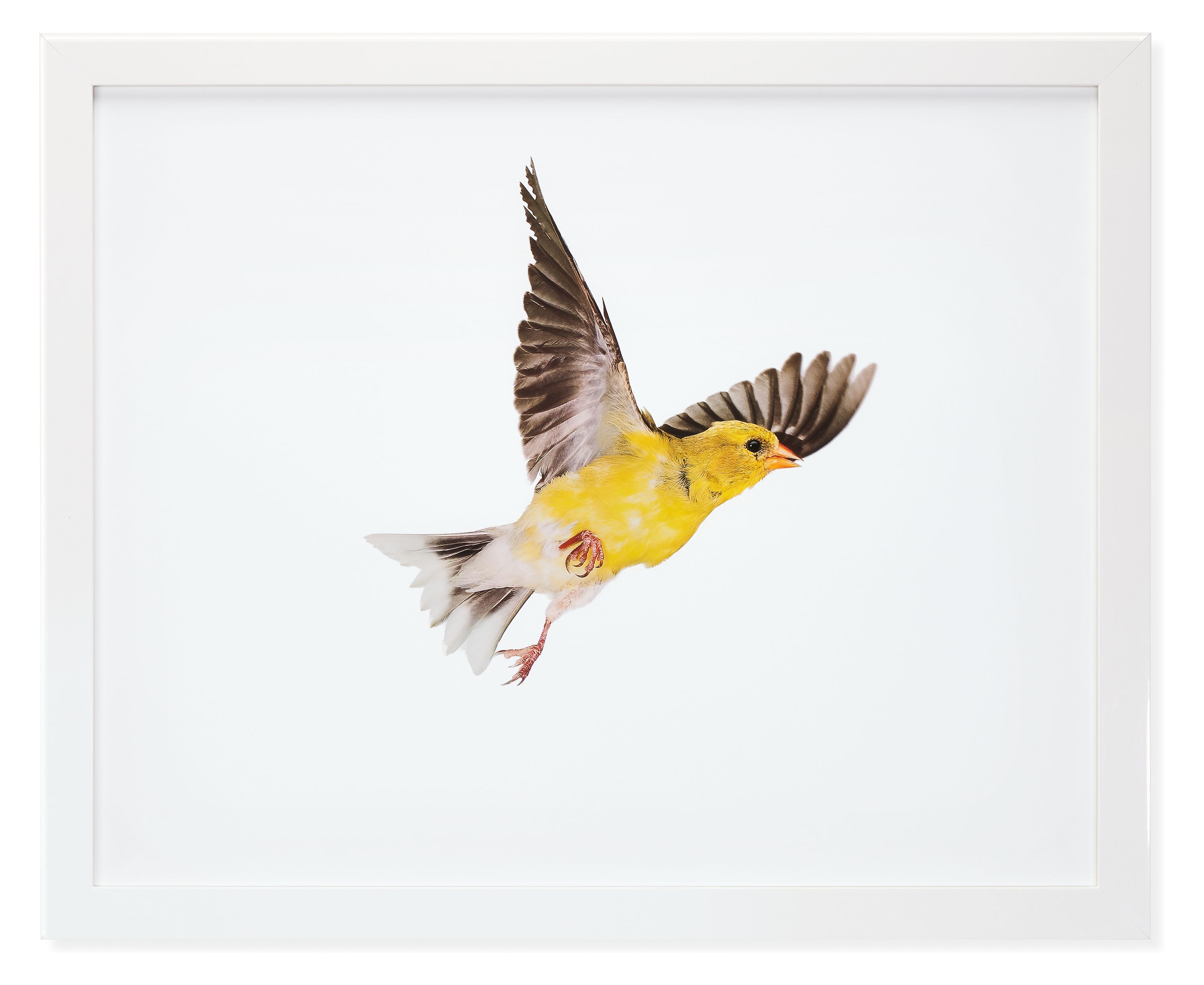 Paul Nelson, American Goldfinch 1, 2010, Glossy White