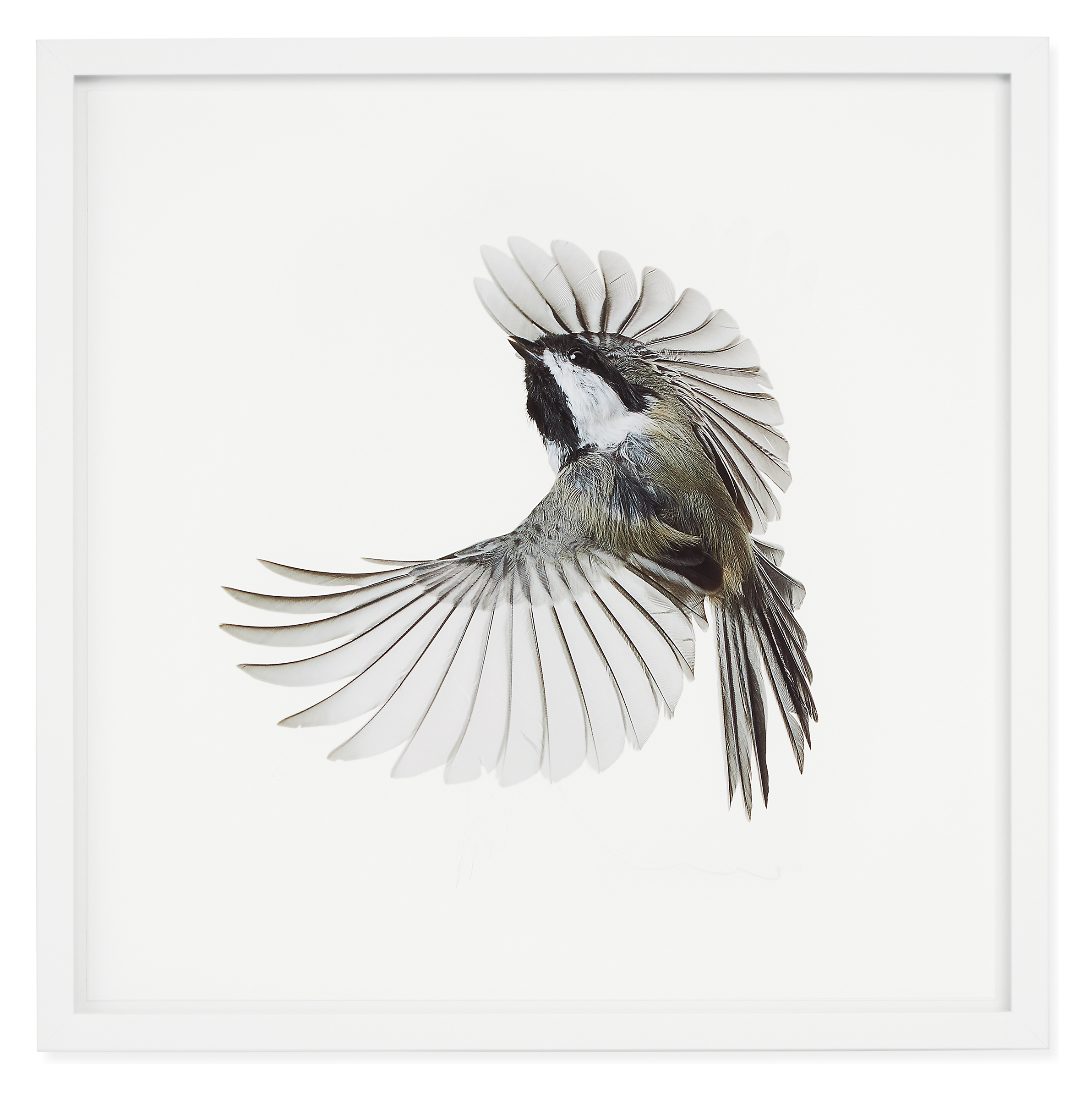 Paul Nelson, Black-Capped Chickadee, Songbirds, 2021, White