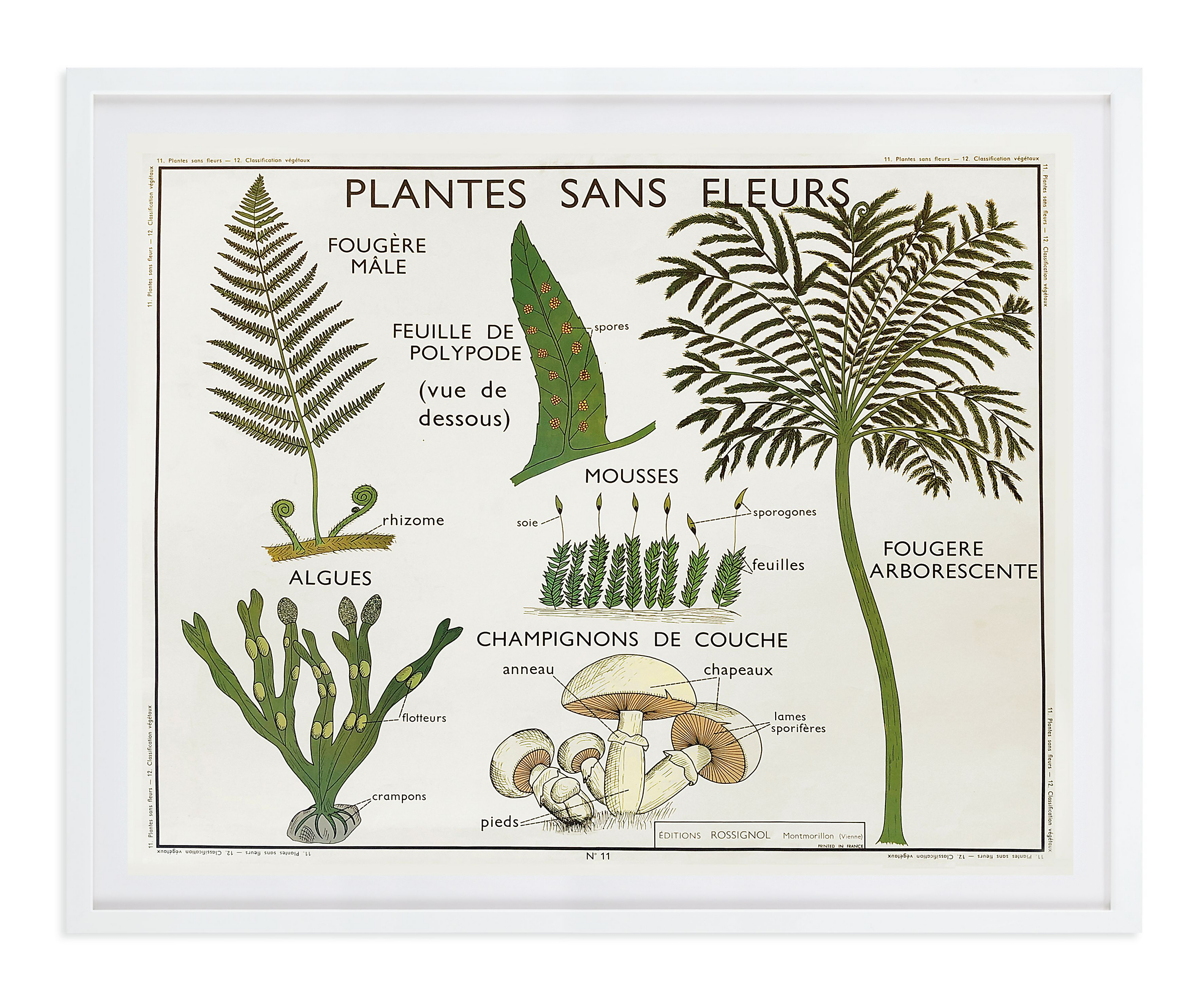 Vintage Botany Chart - Plantes Sans Fleurs