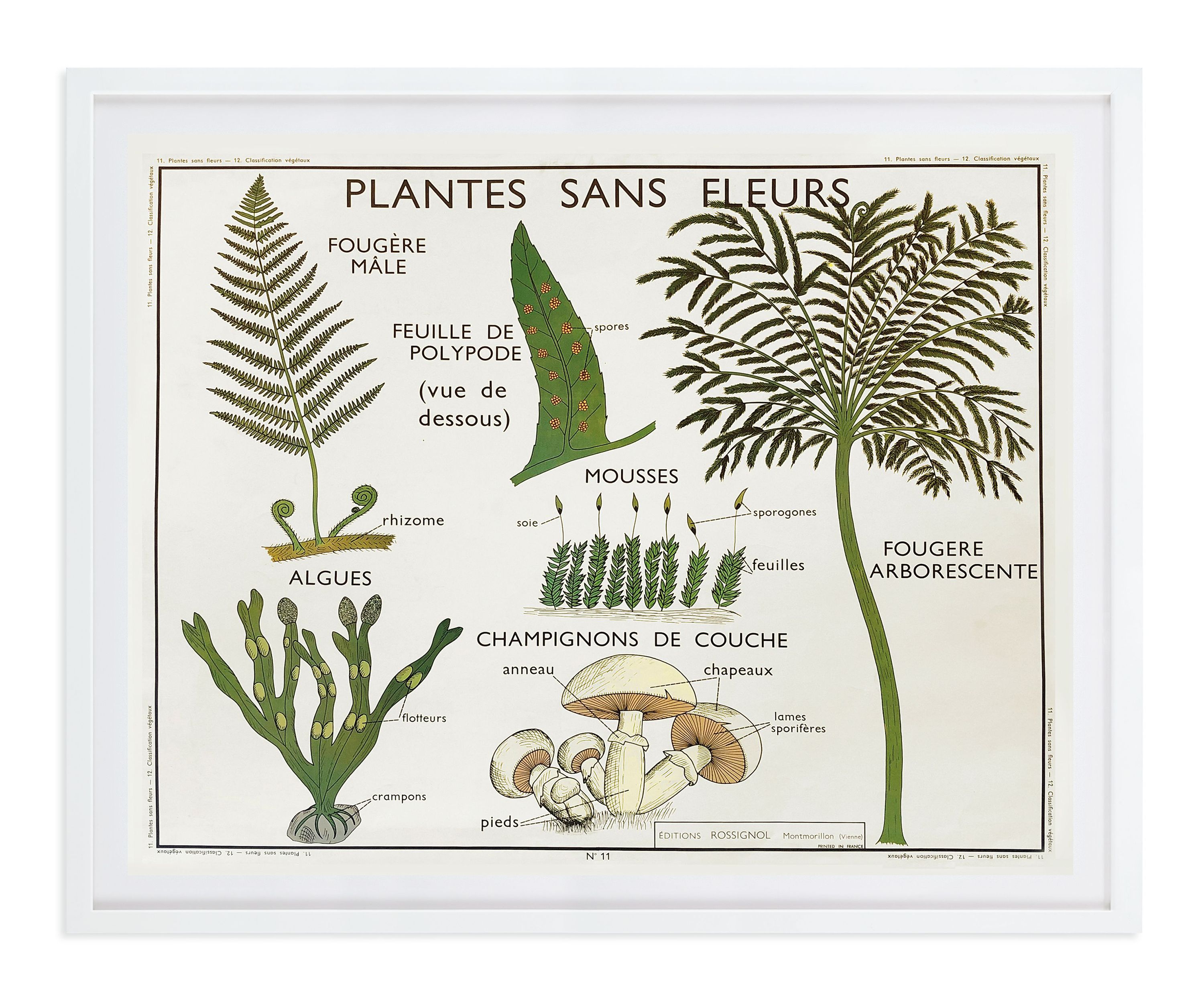 Vintage French Botany Chart