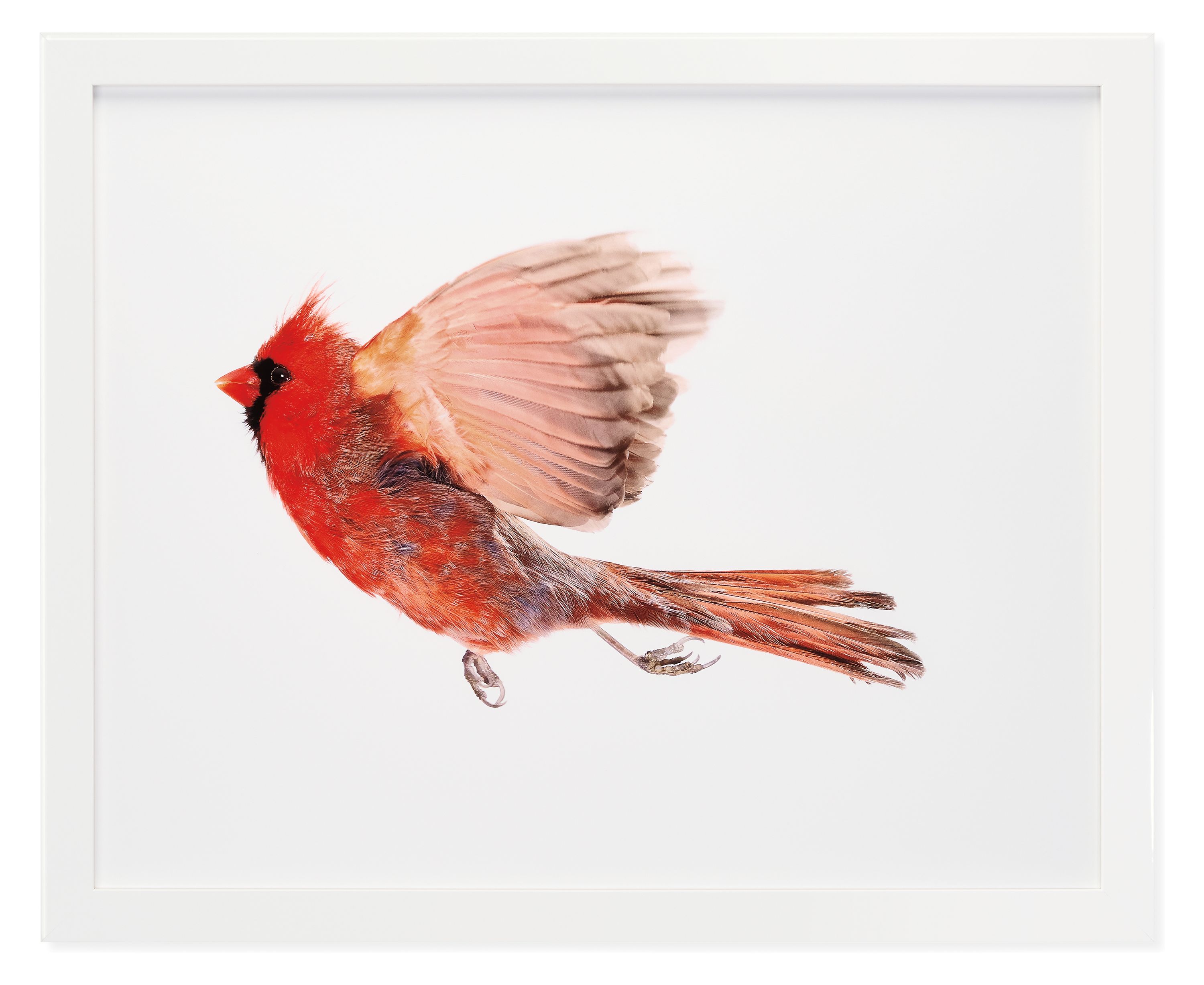 Paul Nelson, Northern Cardinal Male 1, 2009, Glossy White
