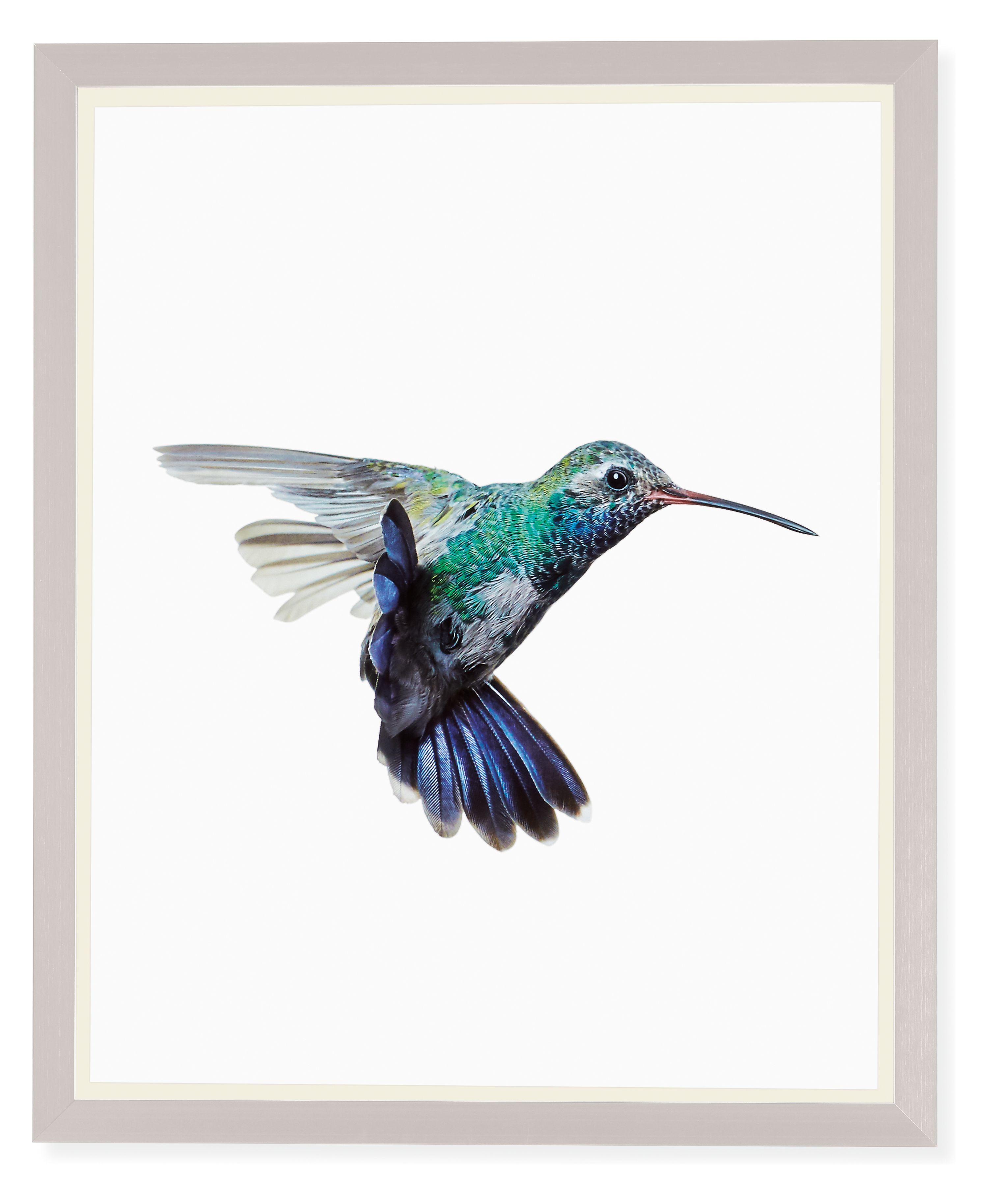 Paul Nelson, Broad-Billed Hummingbird, 2018, Silver