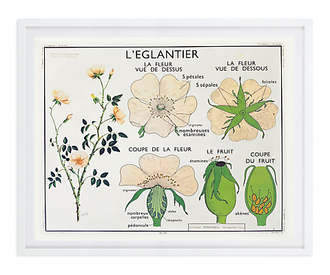 Vintage Botany Chart - L'églantier
