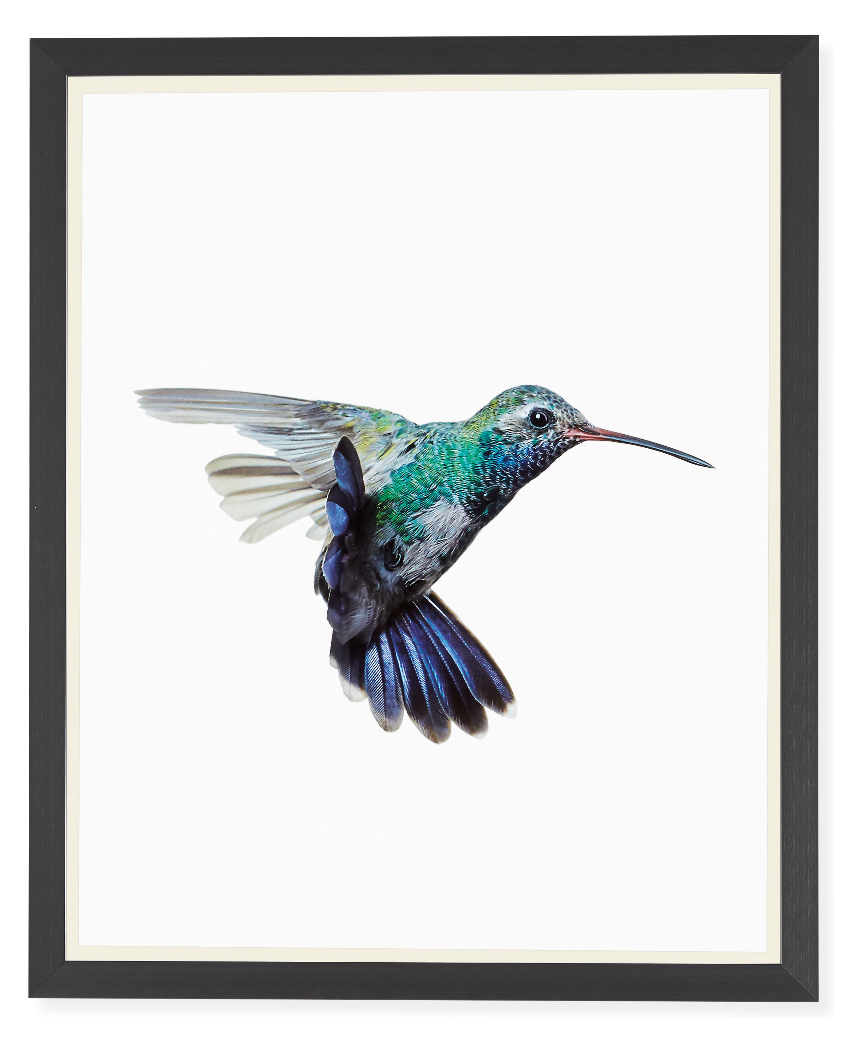 Paul Nelson, Broad-Billed Hummingbird, 2018, Black