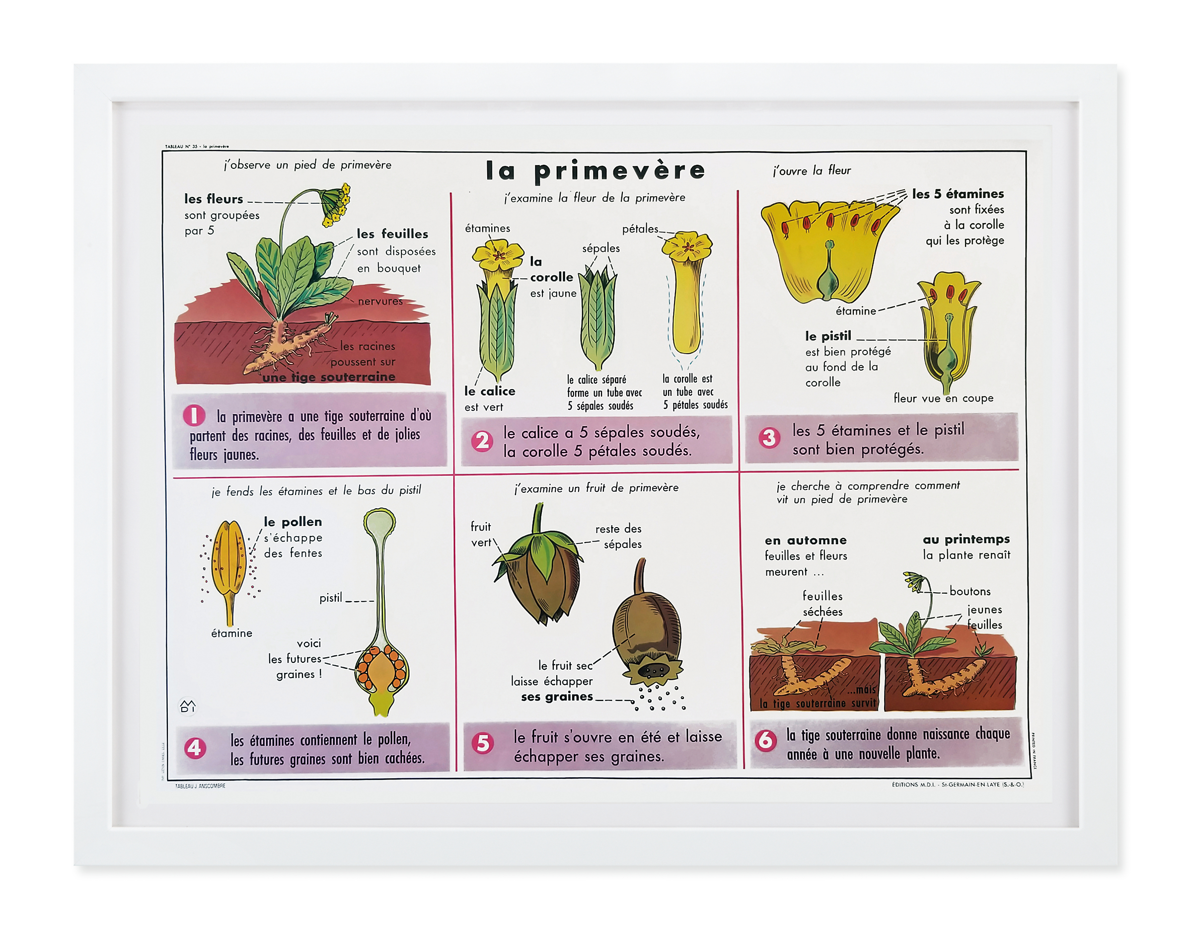 Vintage Botany Chart - La Primevere