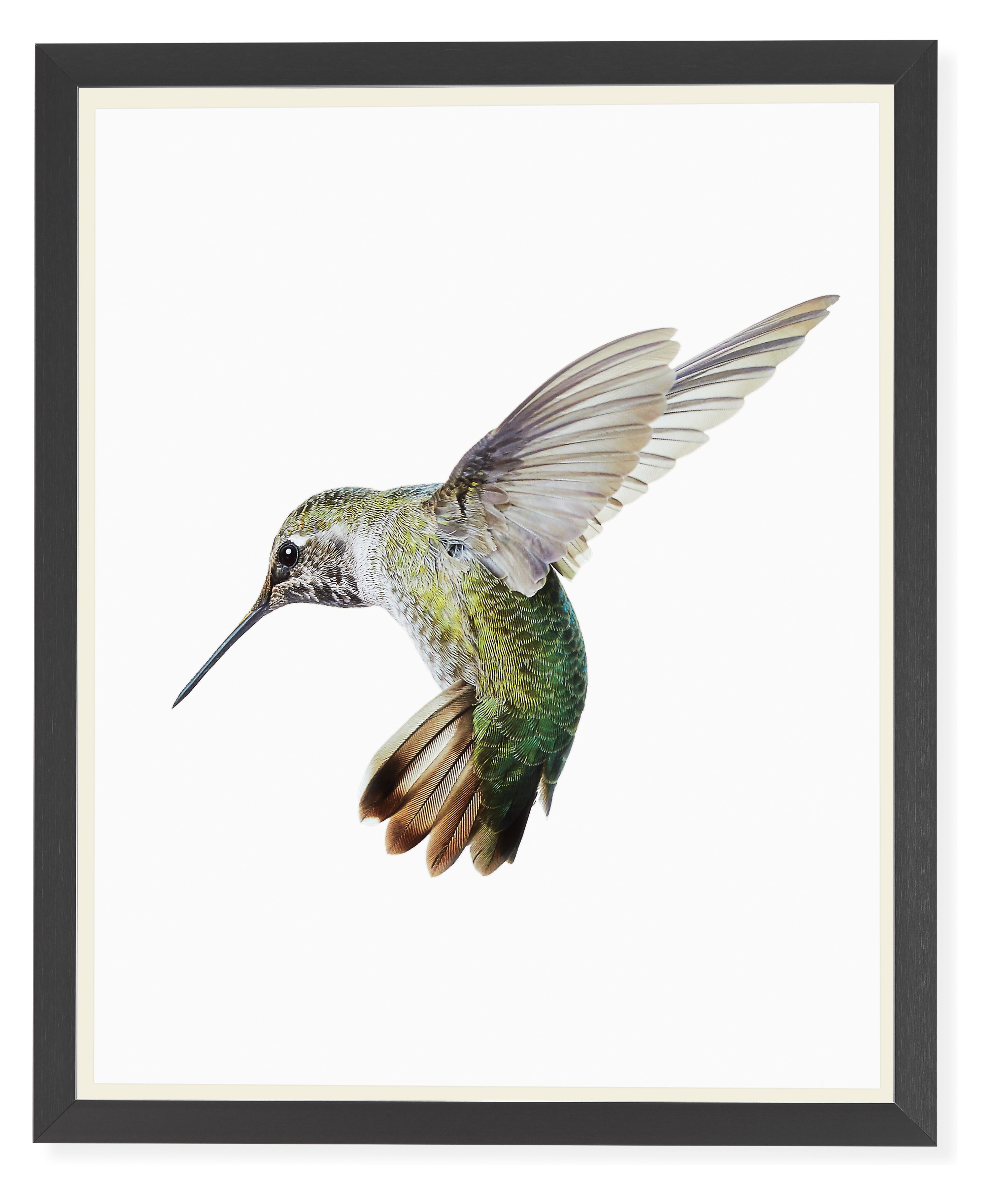 Paul Nelson, Anna's Hummingbird I, 2018, Black