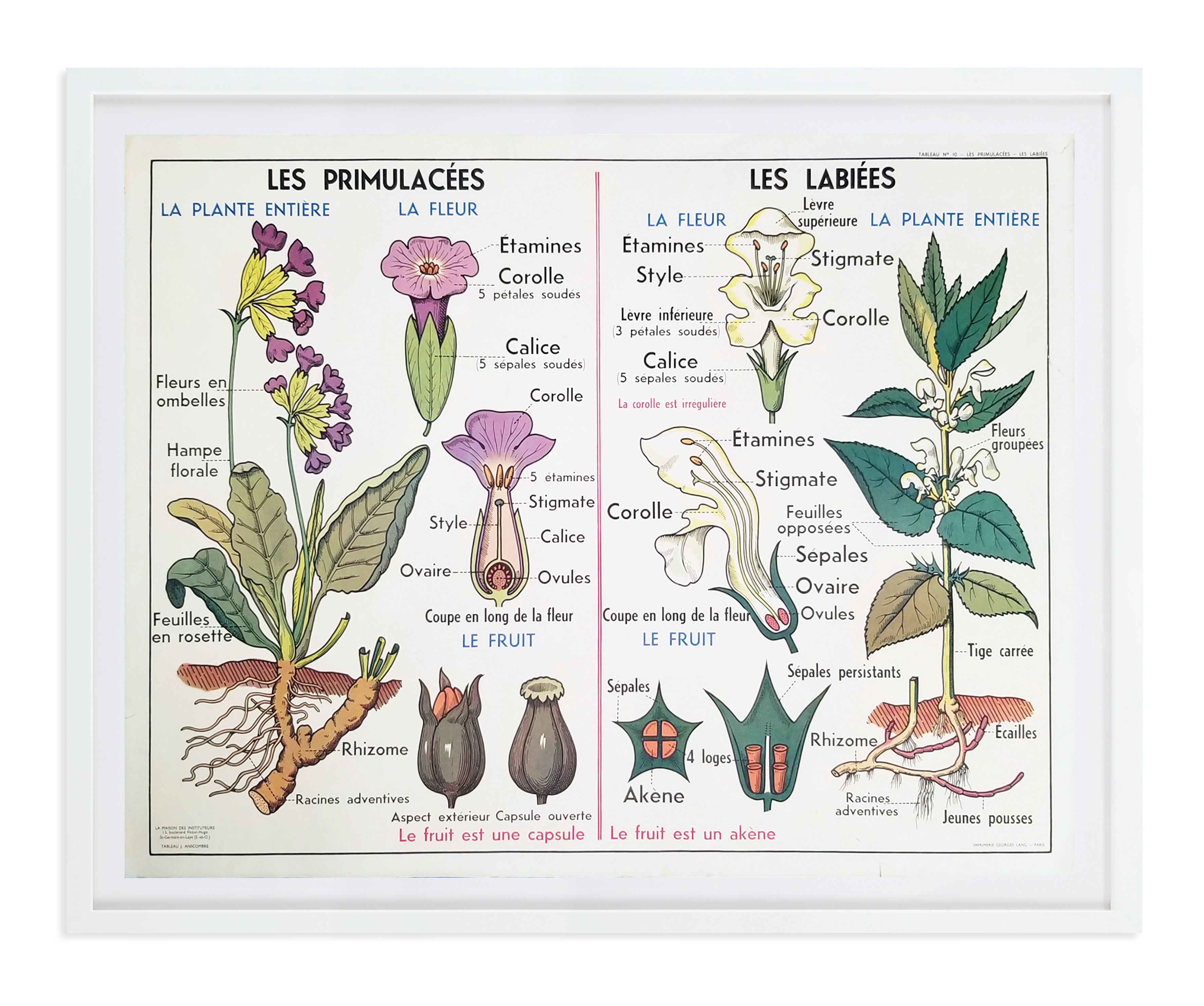 Vintage French Botany Chart