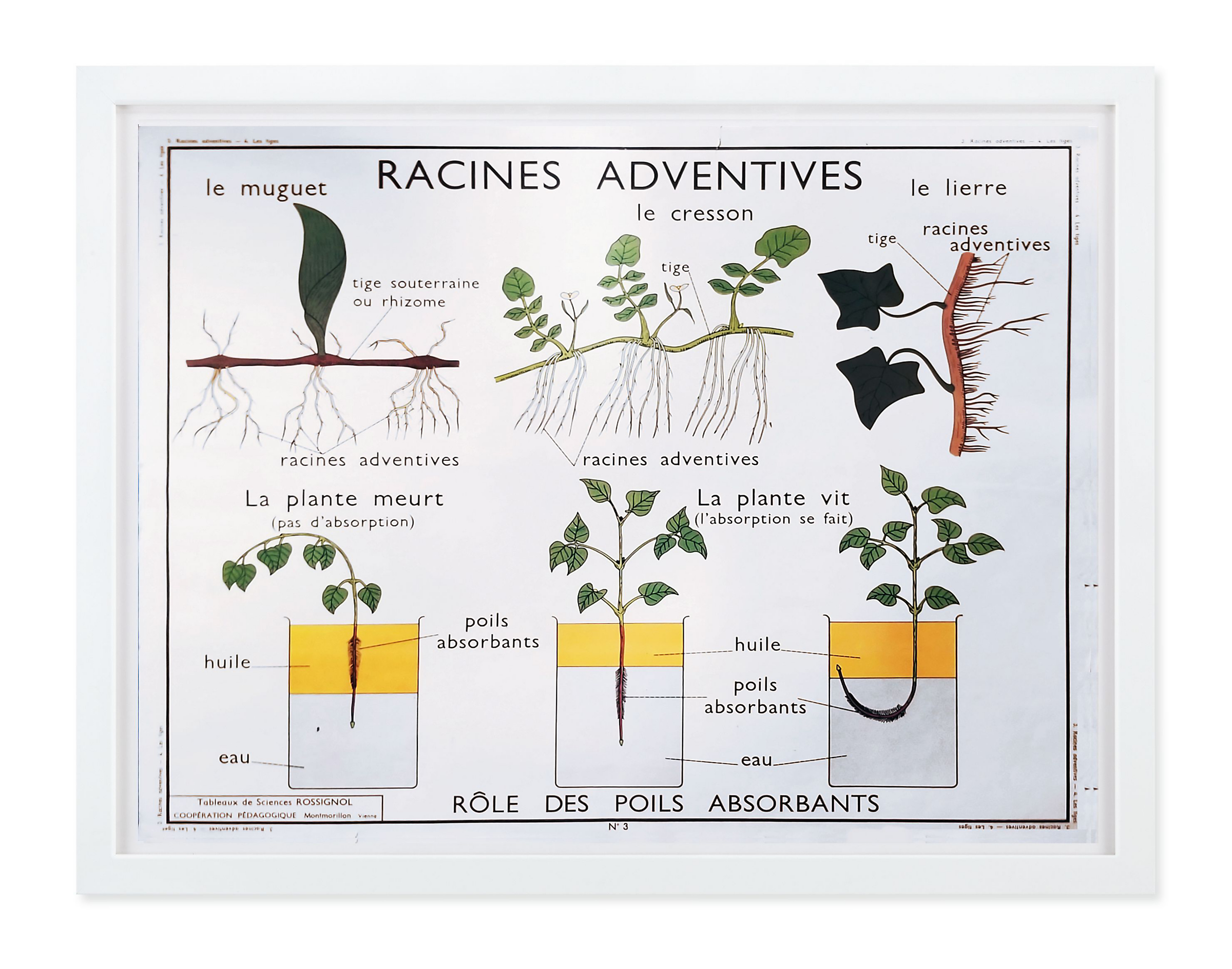 Vintage Botany Chart - Racines Adventives