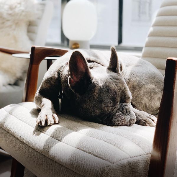 @epic_the_frenchie