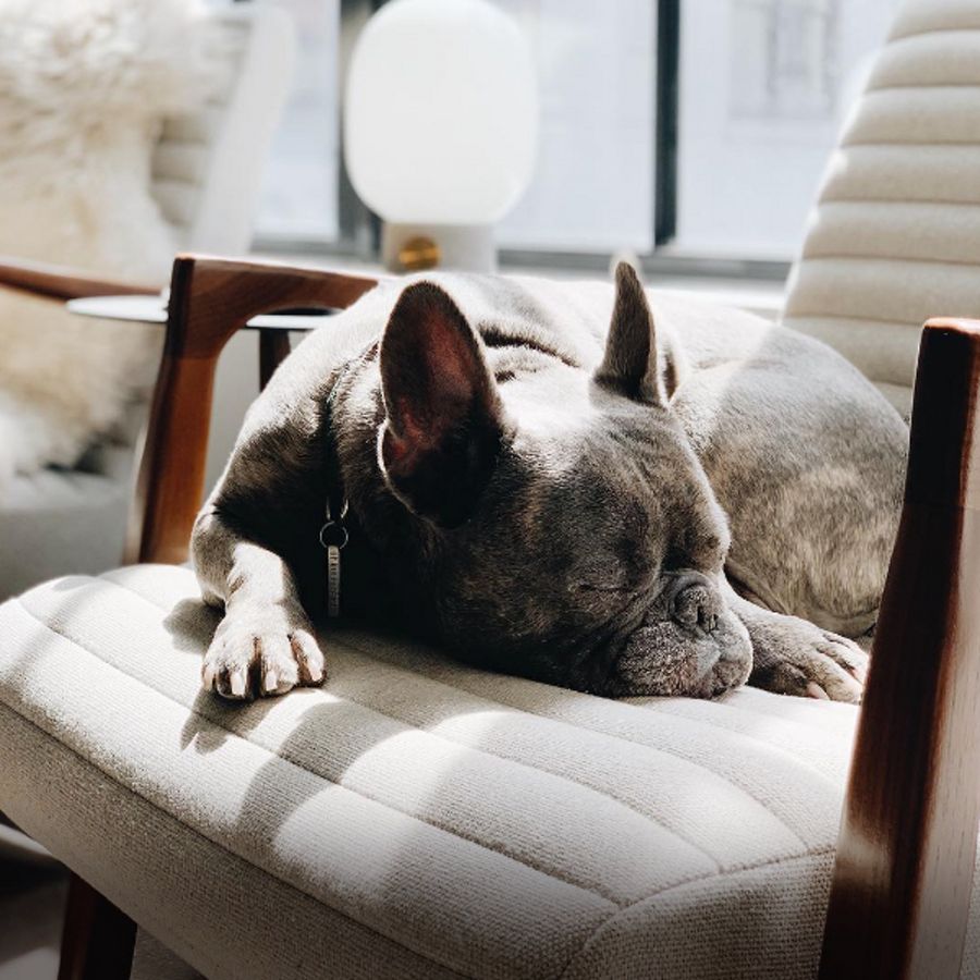 @epic_the_frenchie