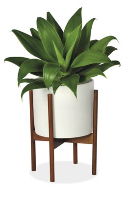 Case Study Ceramics Planter with Wood Stand - Thumbnail 2