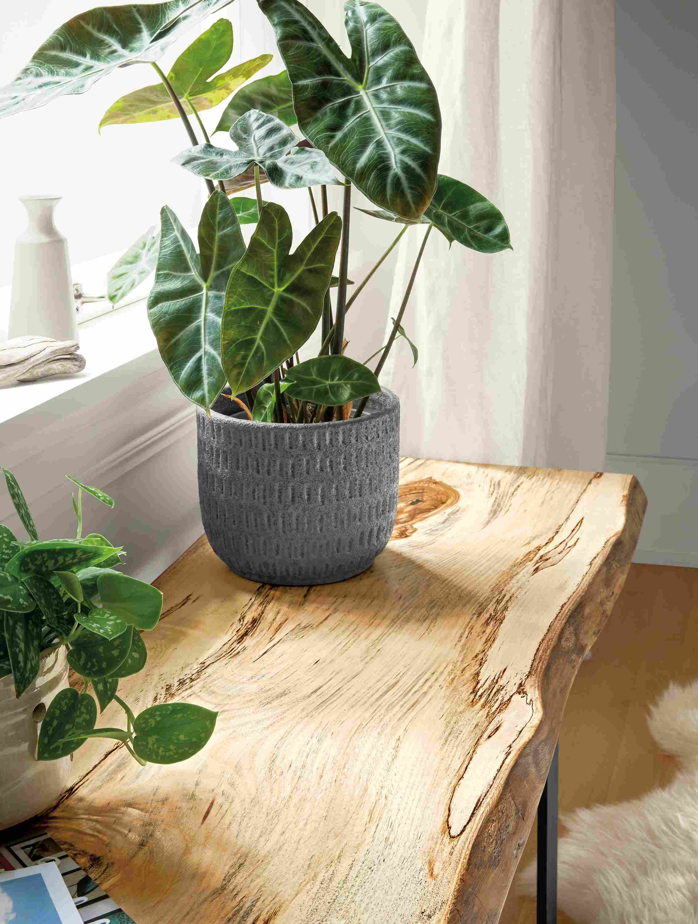 Close detail of Chilton bench with plant.