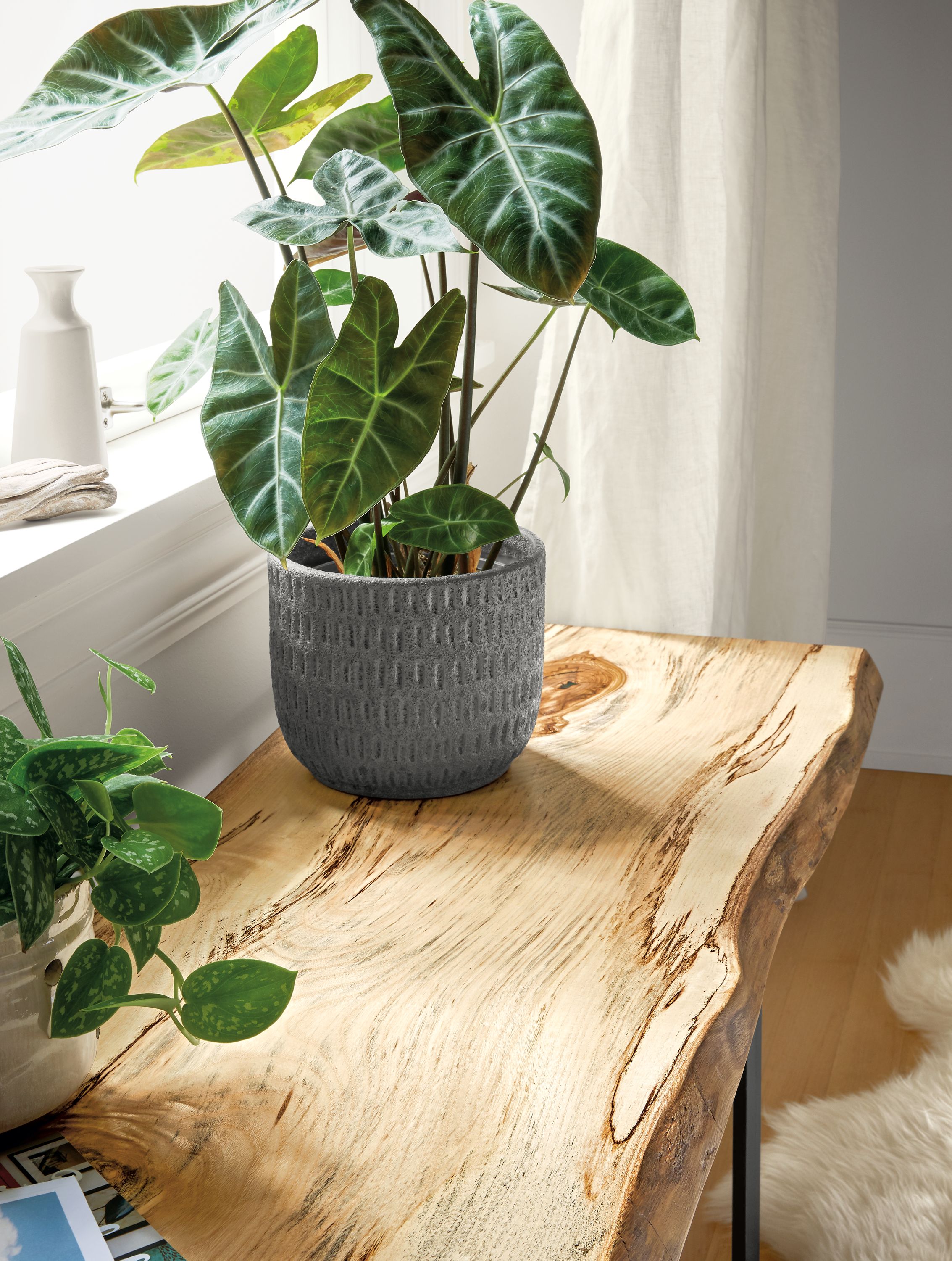 Close detail of Chilton bench with plant.