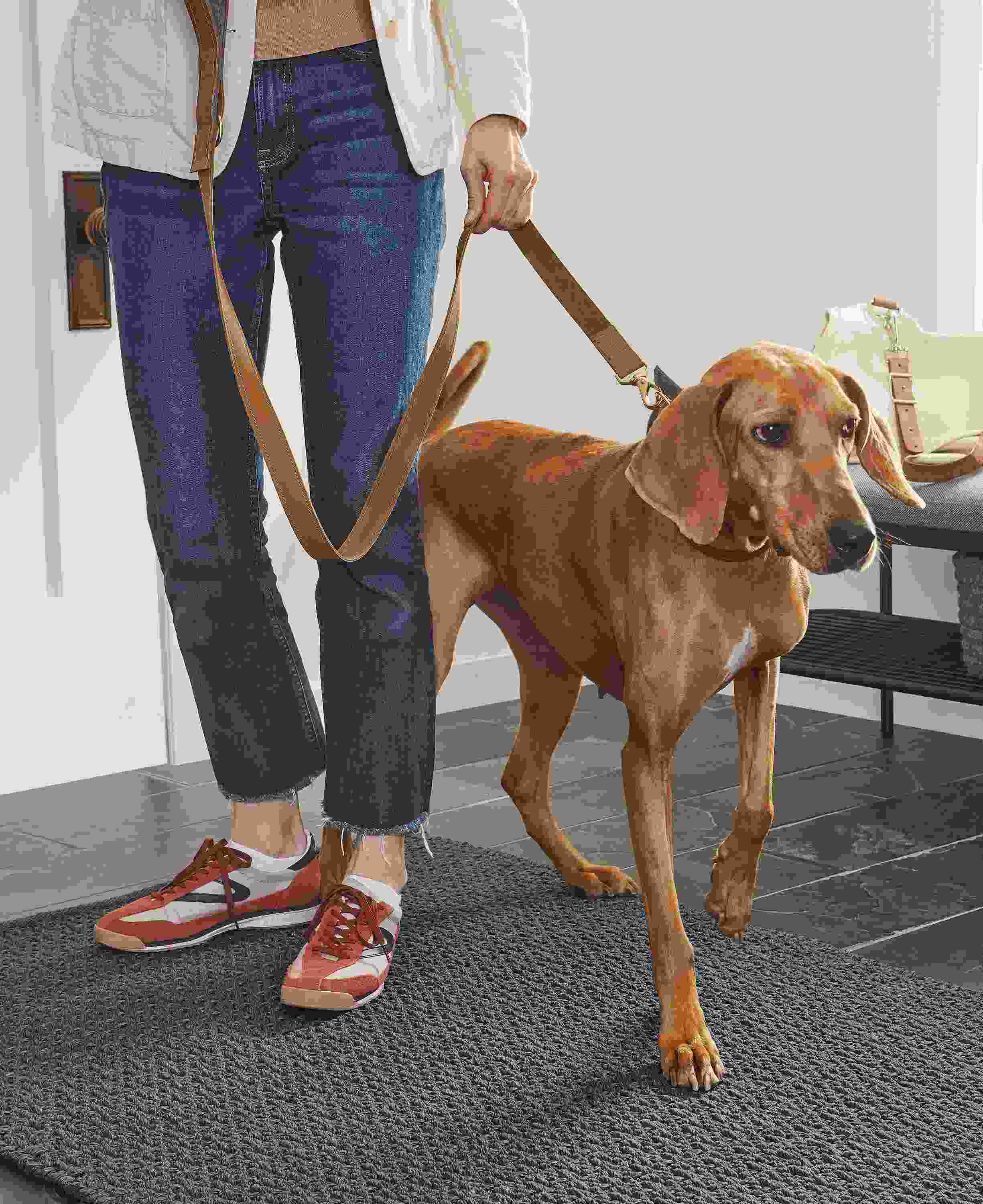 Dog with Miles leather dog leash and collar in Cognac.