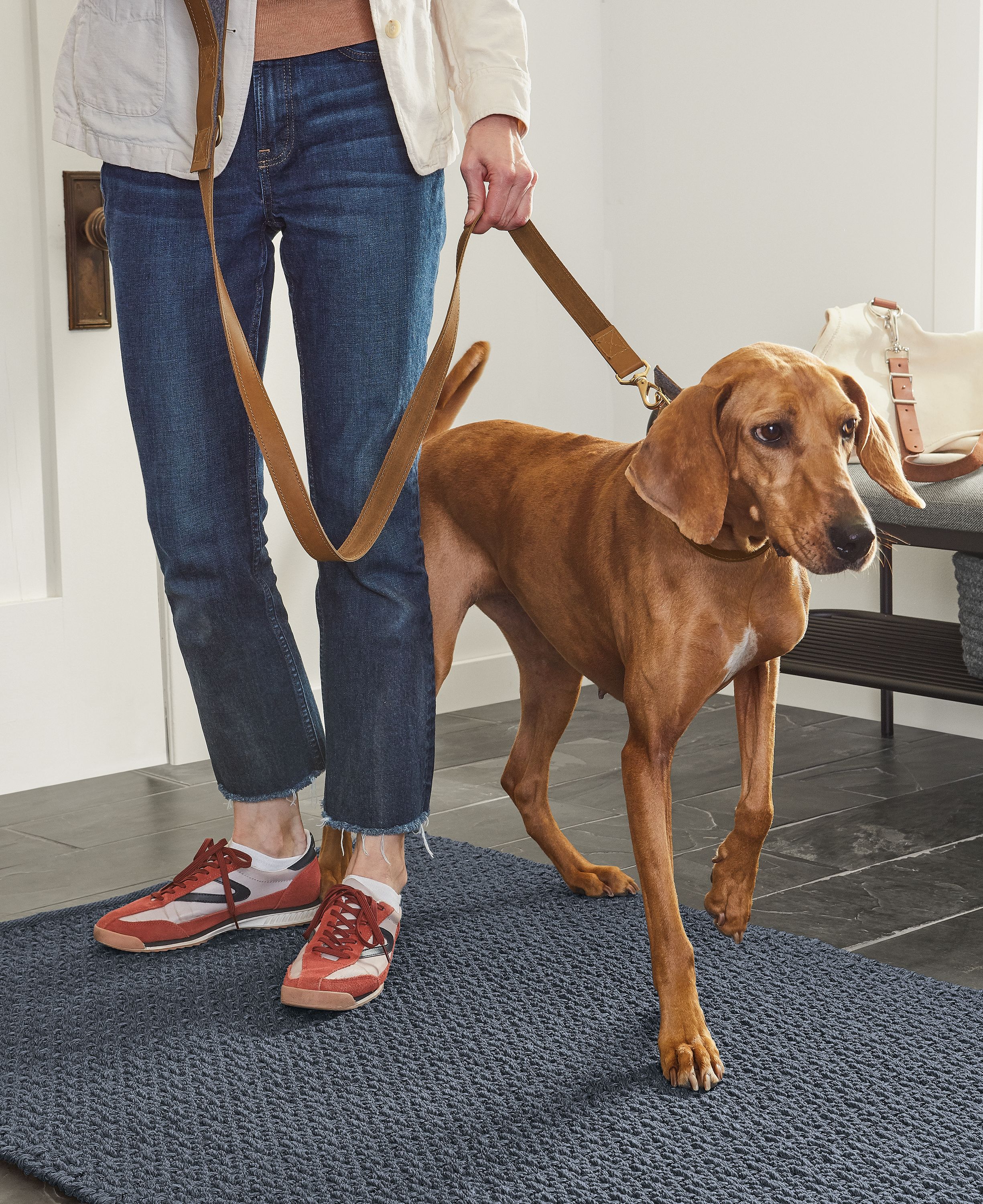 Dog with Miles leather dog leash and collar in Cognac.