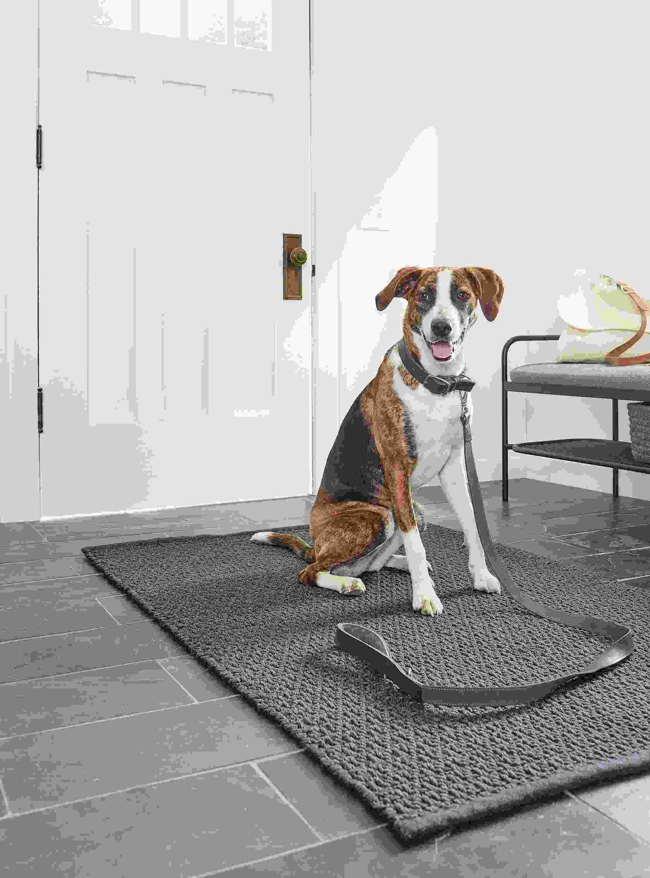 Entryway with Miles leather leash in navy.