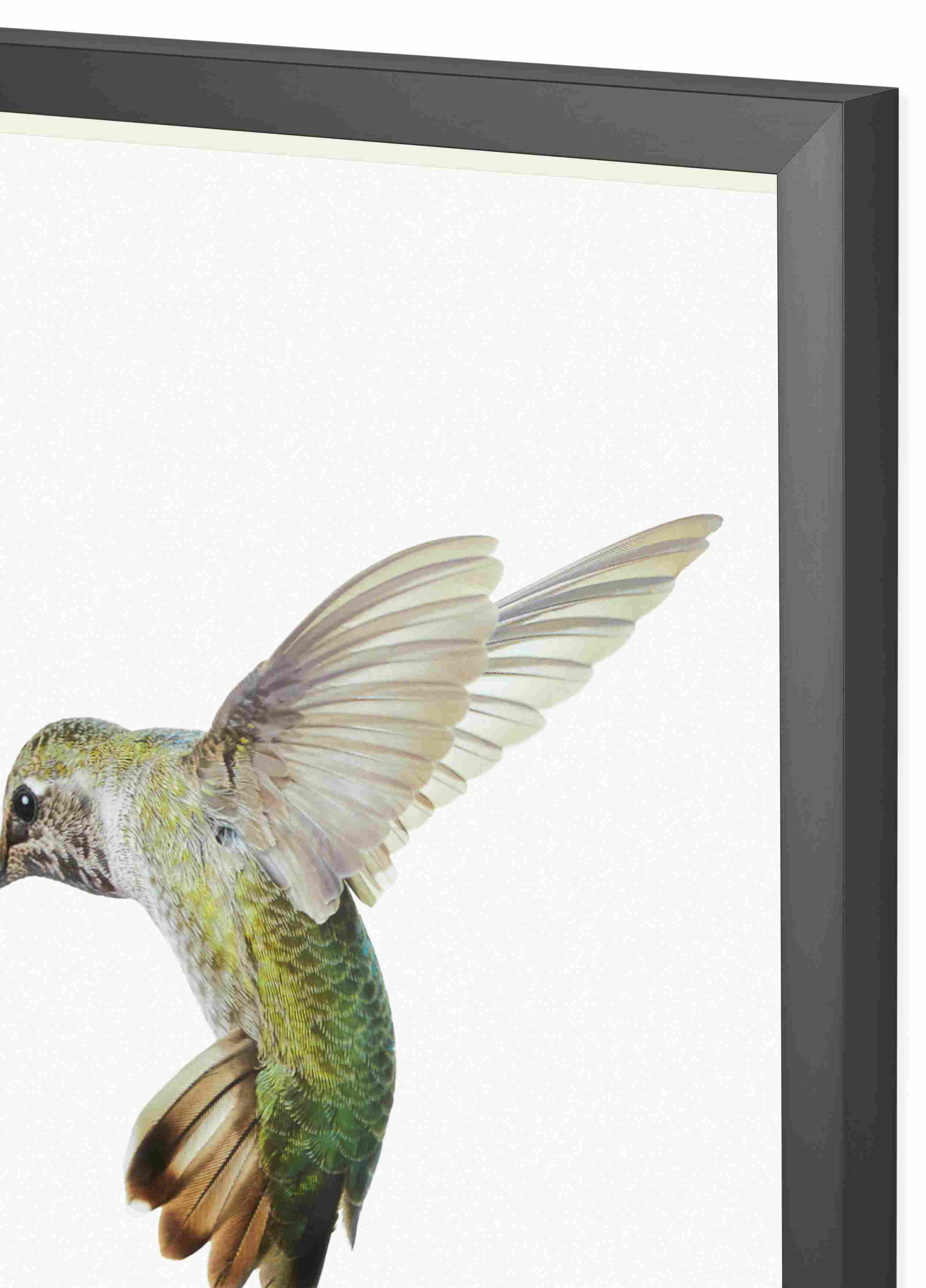 Detail of Paul Nelson, Anna's Hummingbird I, 2018.