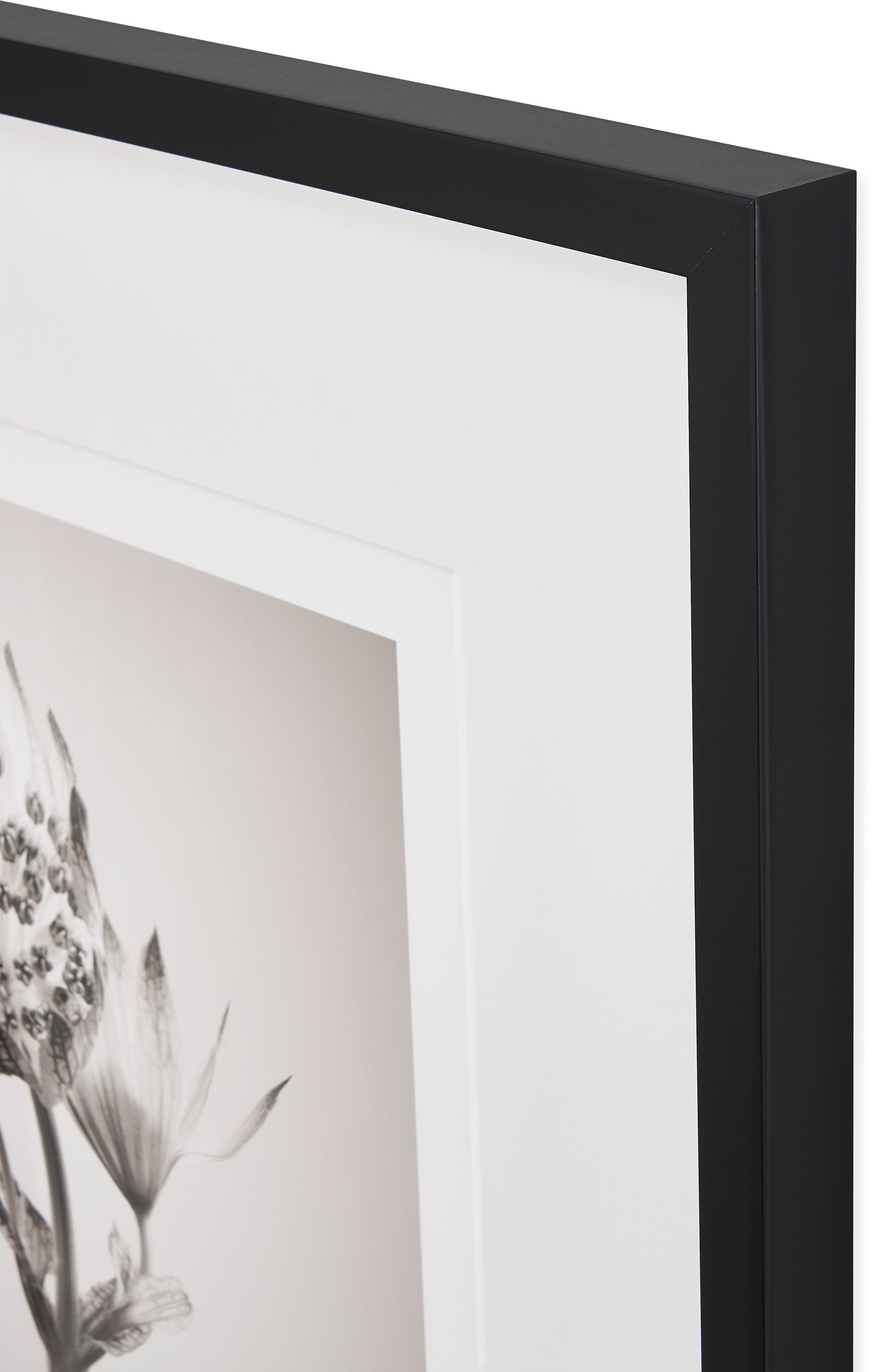 Corner frame detail of Paul Nelson artwork Astantia I botanical 2024.