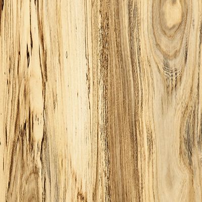Spalted sugarberry